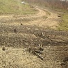 Что вырастет из посеянных мин в Донбассе?